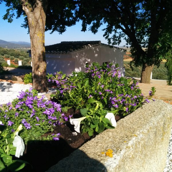 Jardines | Ajardinar | Poda | Jardineria | Diseño jardín | Desbrozar | Sistema Riego | Césped | Césped artificial | Mantenimiento jardín | Tala | Construcción jardines | Palmeras | Setos | Jardín ecológico | Jardín sostenible | Jardín vertical | Toledo | Madrid | Ciudad Real