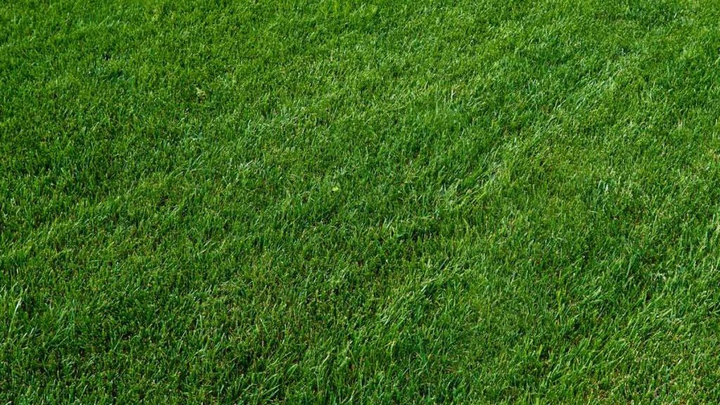 Jardines | Ajardinar | Poda | Jardineria | Diseño jardín | Desbrozar | Sistema Riego | Césped | Césped artificial | Mantenimiento jardín | Tala | Construcción jardines | Palmeras | Setos | Jardín ecológico | Jardín sostenible | Jardín vertical | Toledo | Madrid | Ciudad Real