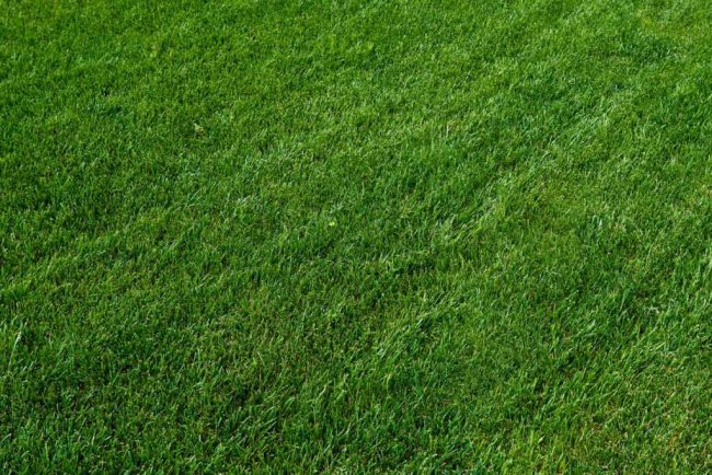 Jardines | Ajardinar | Poda | Jardineria | Diseño jardín | Desbrozar | Sistema Riego | Césped | Césped artificial | Mantenimiento jardín | Tala | Construcción jardines | Palmeras | Setos | Jardín ecológico | Jardín sostenible | Jardín vertical | Toledo | Madrid | Ciudad Real