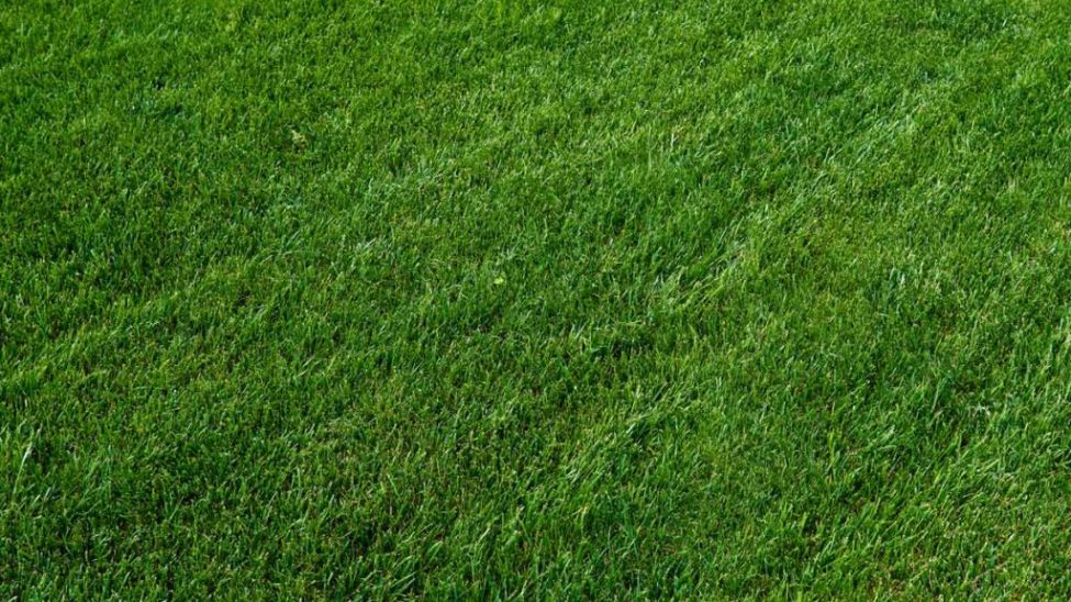 Jardines | Ajardinar | Poda | Jardineria | Diseño jardín | Desbrozar | Sistema Riego | Césped | Césped artificial | Mantenimiento jardín | Tala | Construcción jardines | Palmeras | Setos | Jardín ecológico | Jardín sostenible | Jardín vertical | Toledo | Madrid | Ciudad Real