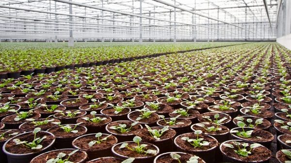 Jardines | Ajardinar | Poda | Jardineria | Diseño jardín | Desbrozar | Sistema Riego | Césped | Césped artificial | Mantenimiento jardín | Tala | Construcción jardines | Palmeras | Setos | Jardín ecológico | Jardín sostenible | Jardín vertical | Toledo | Madrid | Ciudad Real