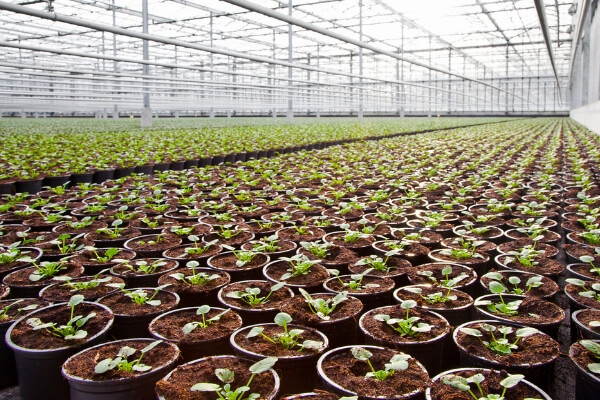 Jardines | Ajardinar | Poda | Jardineria | Diseño jardín | Desbrozar | Sistema Riego | Césped | Césped artificial | Mantenimiento jardín | Tala | Construcción jardines | Palmeras | Setos | Jardín ecológico | Jardín sostenible | Jardín vertical | Toledo | Madrid | Ciudad Real