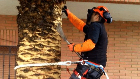 Jardines | Ajardinar | Poda | Jardineria | Diseño jardín | Desbrozar | Sistema Riego | Césped | Césped artificial | Mantenimiento jardín | Tala | Construcción jardines | Palmeras | Setos | Jardín ecológico | Jardín sostenible | Jardín vertical | Toledo | Madrid | Ciudad Real