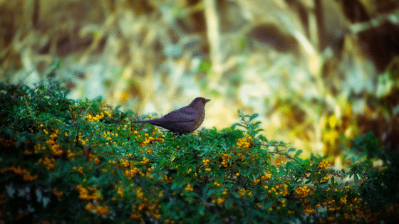 poda-de-setos-los-tipos-y-cuándo-realizarla Jardines | Ajardinar | Poda | Jardineria | Diseño jardín | Desbrozar | Sistema Riego | Césped | Césped artificial | Mantenimiento jardín | Tala | Construcción jardines | Palmeras | Setos | Jardín ecológico | Jardín sostenible | Jardín vertical | Toledo | Madrid | Ciudad Real