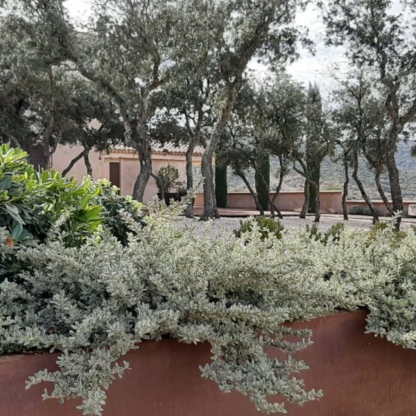 Mantenimiento jardin | jardinable | jardineria