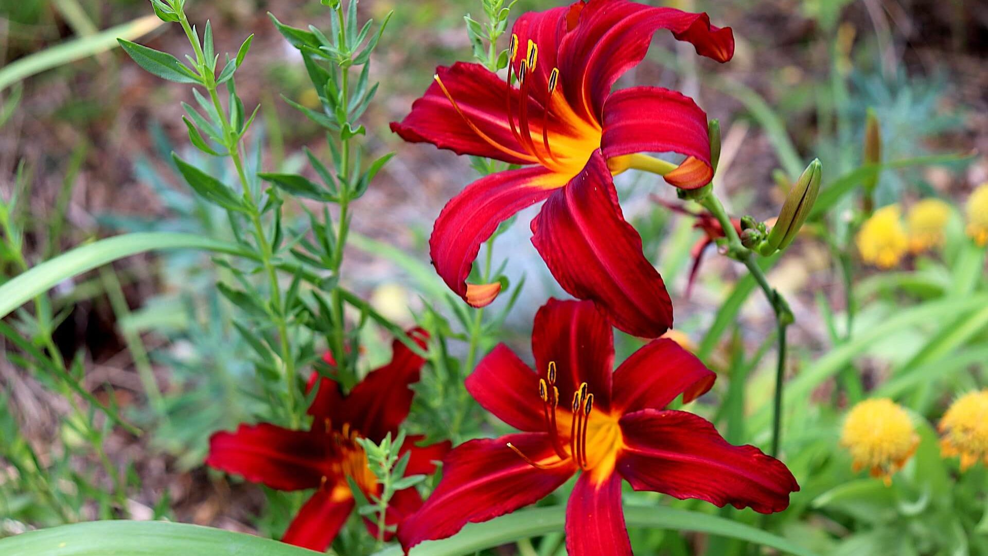 Colores en el jardin