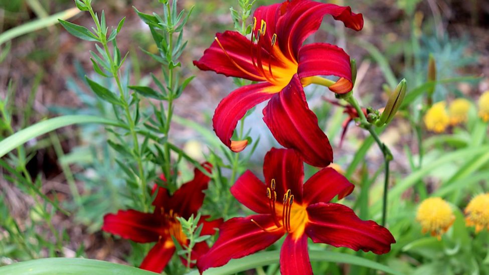 Colores en el jardin