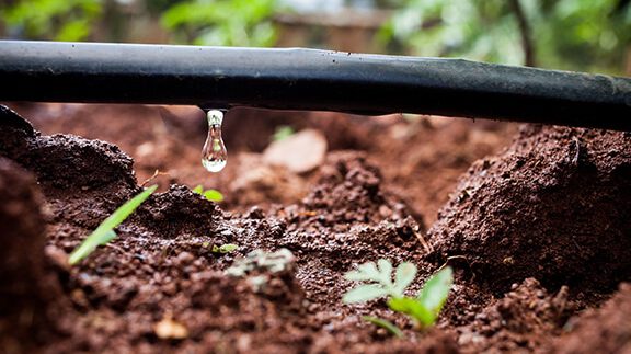 Jardines | Ajardinar | Poda | Jardineria | Diseño jardín | Desbrozar | Sistema Riego | Césped | Césped artificial | Mantenimiento jardín | Tala | Construcción jardines | Palmeras | Setos | Jardín ecológico | Jardín sostenible | Jardín vertical | Toledo | Madrid | Ciudad Real