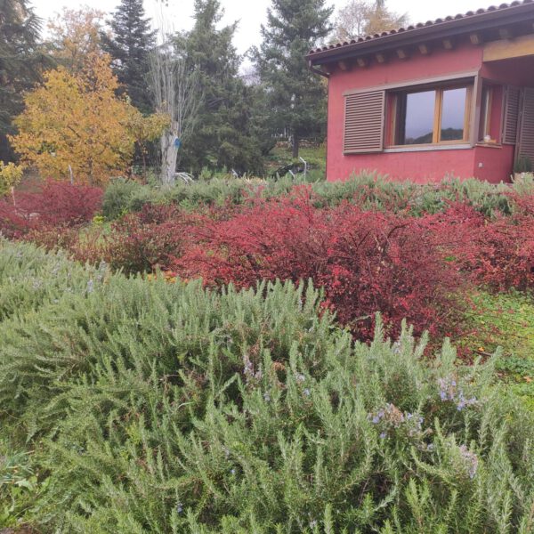 Villavieja | Madrid | Ajardinar | Poda | Jardineria | Diseño jardín | Desbrozar | Sistema Riego | Césped | Césped artificial | Mantenimiento jardín | Tala | Construcción jardines | Palmeras | Setos | Jardín ecológico | Jardín sostenible | Jardín vertical | Toledo | Ciudad Real