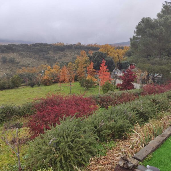 Villavieja | Madrid | Ajardinar | Poda | Jardineria | Diseño jardín | Desbrozar | Sistema Riego | Césped | Césped artificial | Mantenimiento jardín | Tala | Construcción jardines | Palmeras | Setos | Jardín ecológico | Jardín sostenible | Jardín vertical | Toledo | Ciudad Real